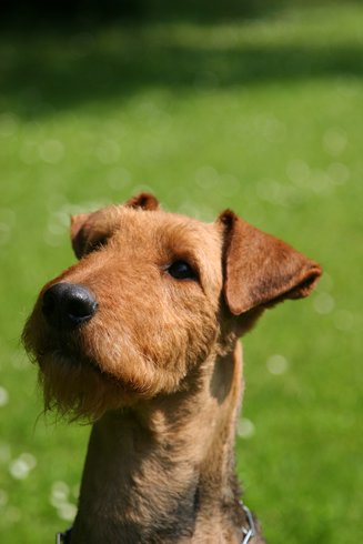 Queen-Lilly gut 2 Jahre alt